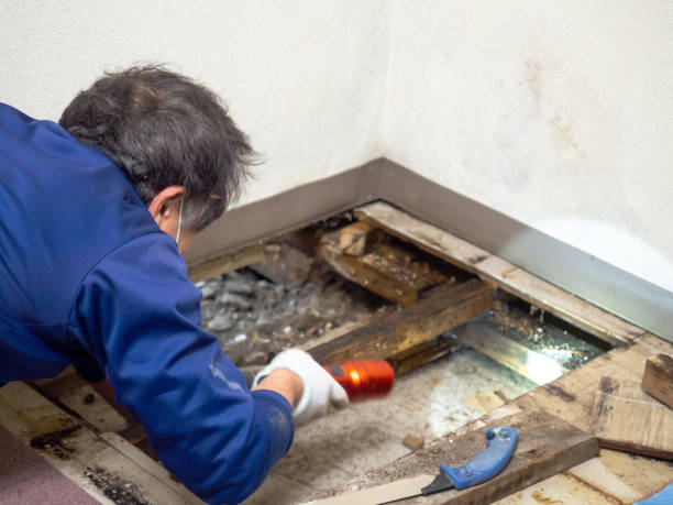 Best Affordable Mold Removal  in Twin Rivers, NJ