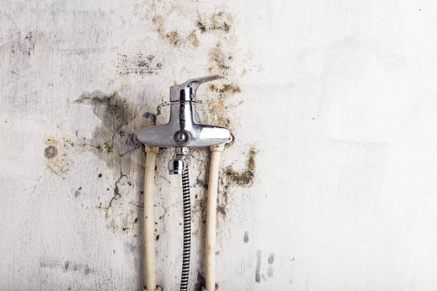 Best Local Mold Removal Service  in Twin Rivers, NJ