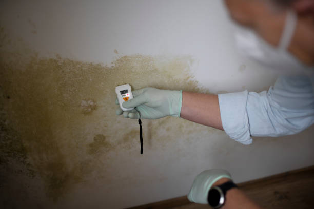 Best Attic Mold Removal  in Twin Rivers, NJ