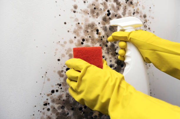 Best Crawl Space Mold Removal  in Twin Rivers, NJ