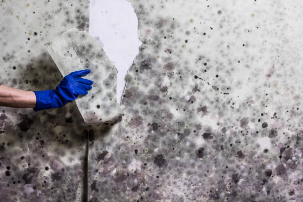 Best Fast Mold Removal  in Twin Rivers, NJ