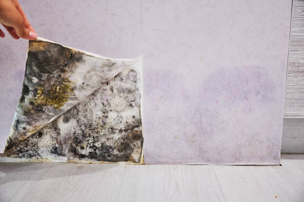 Best Mold Testing  in Twin Rivers, NJ